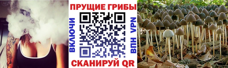 Купить закладки  Ефремов  Галлюциногенные грибы прущие грибы 